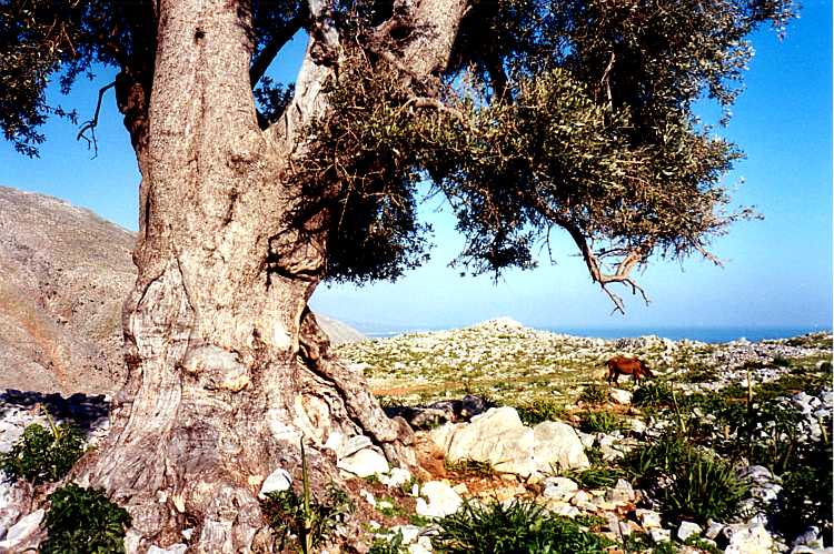 loutro